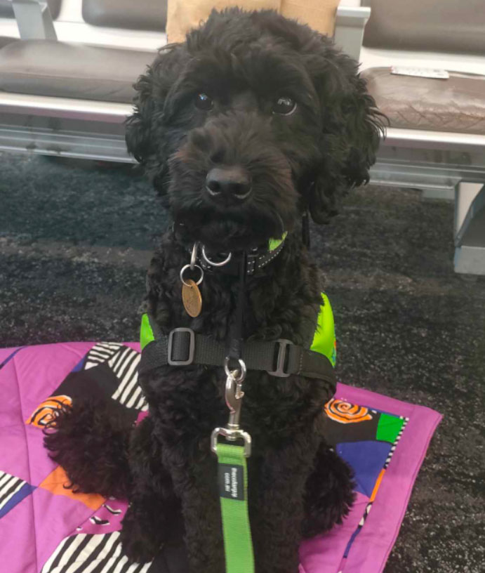 Leonie - Lions Assistance Dog at the airport